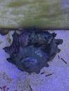 Sternenschnecke - Astralium Calcar